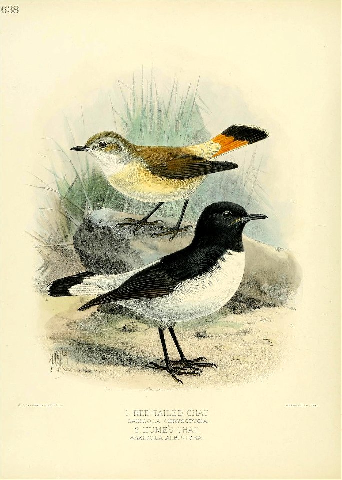 638 
«j. sniaiia aU2 .c I . 
1. RED-TAILED CHAT 
SAXICOLA CHRYSOPYGIA. 
2. HUMES CHAT. 
SAXICOLA ALBIN1GRA. 

ISriter-rLSros .