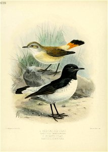 638 
«j. sniaiia aU2 .c I . 
1. RED-TAILED CHAT 
SAXICOLA CHRYSOPYGIA. 
2. HUMES CHAT. 
SAXICOLA ALBIN1GRA. 

ISriter-rLSros .