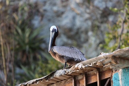 Bird forests nature
