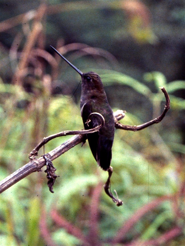 Green-fronted Lancebill (Doryfera ludovicae) in Ecuador.