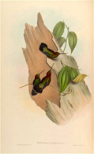 Doryfera ludoviciae
