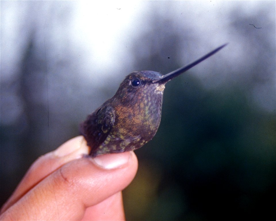 Green-fronted Lancebill (Doryfera ludovicae) from Ecuador