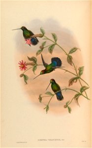 Dorifera veraguensis = Doryfera ludovicae veraguensis  [1]