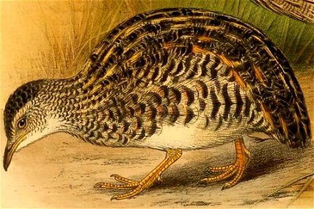Taoniscus nanus