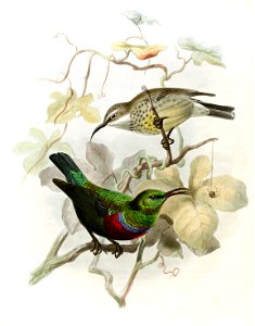 Cinnyris mariquensi