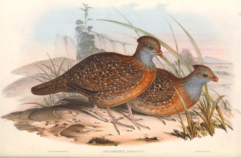 Dendrortyx barbatus - A monograph of the Odontophorinæ, or, Partridges of America