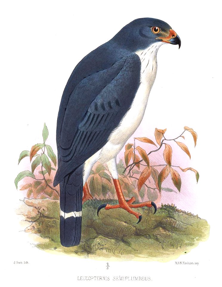 Leucopternis semiplumbeus