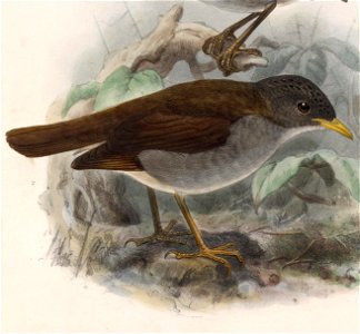 English:  « Catharus griseiceps » = Catharus aurantiirostris griseiceps (Subspecies of Orange-billed Nightingale-thrush)Français :  « Catharus griseiceps »
