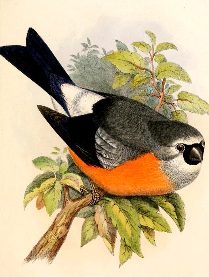 English:  « Pyrrhula erithacus » = Pyrrhula erythaca erythaca (Subspecies of Grey-headed Bullfinch)Français :  « Pyrrhula erithacus » = Pyrrhula erythaca e