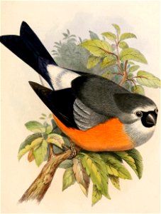 English:  « Pyrrhula erithacus » = Pyrrhula erythaca erythaca (Subspecies of Grey-headed Bullfinch)Français :  « Pyrrhula erithacus » = Pyrrhula erythaca e