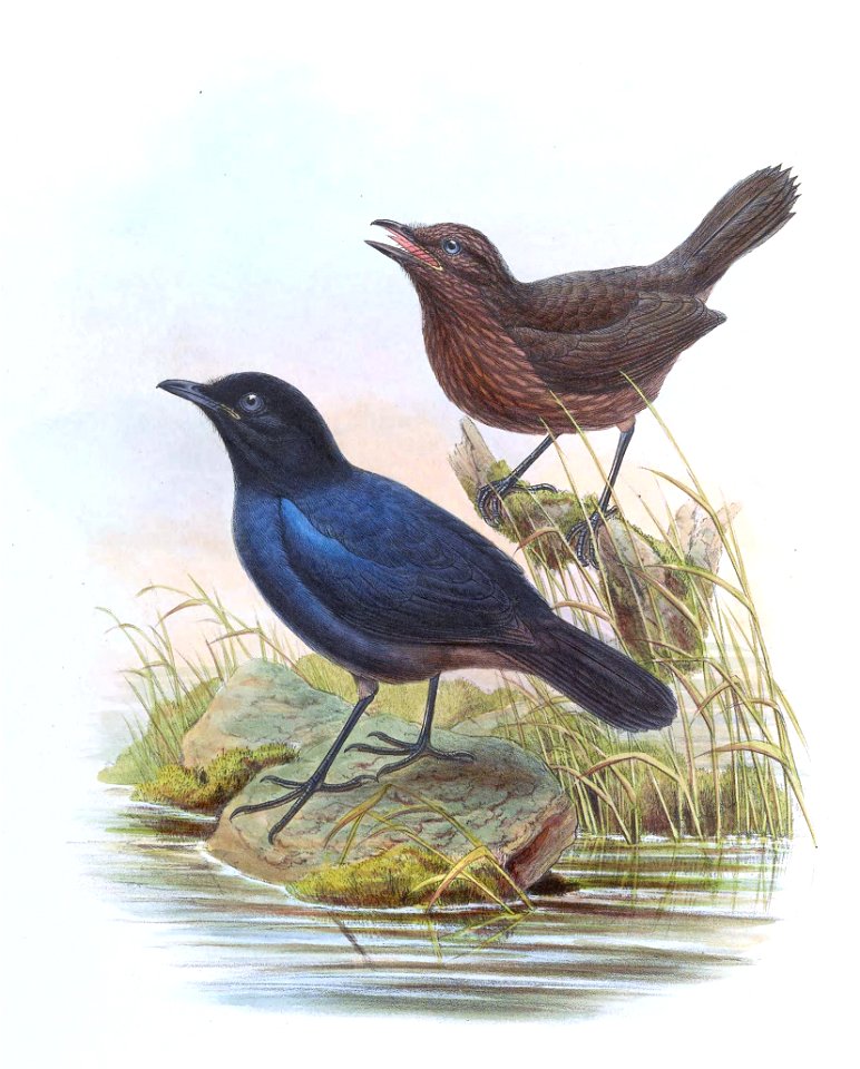 Myiophonus blighi = Myophonus blighi