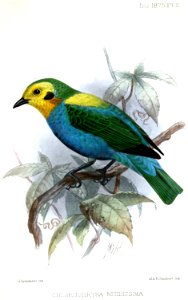 English:  « Chlorochrysa nitidissima » = Chlorochrysa nitidissima (Multicoloured Tanager)Français :  « Chlorochrysa nitidissima » = Chlorochrysa nitidissim