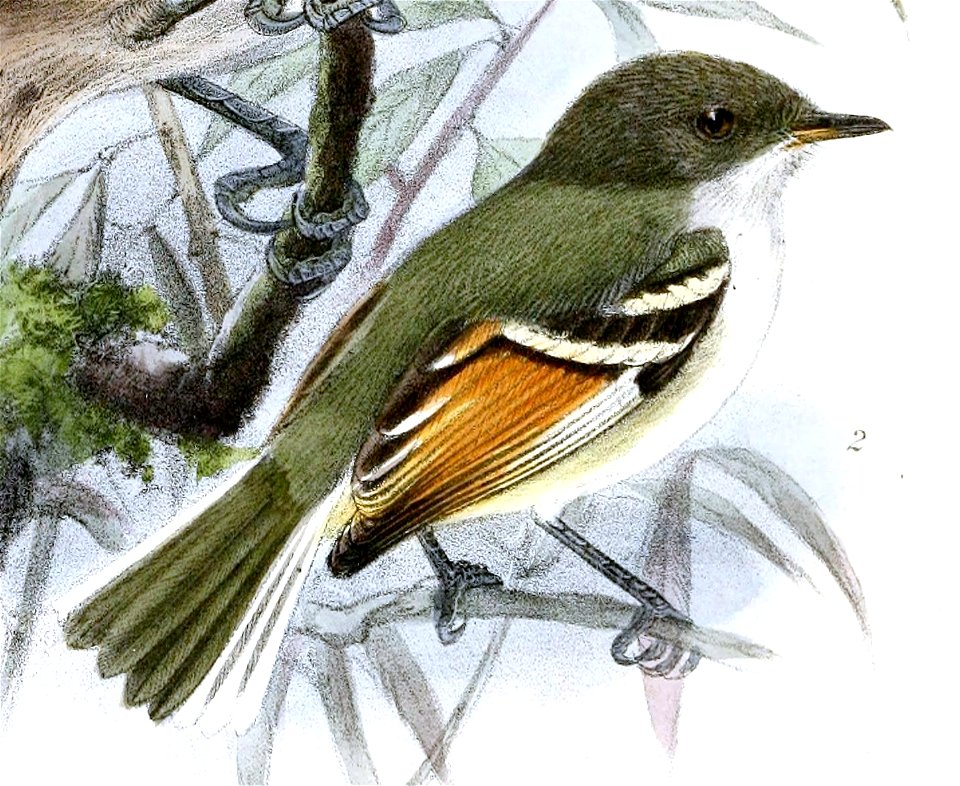 English:  
« Chlorospingus speculiferus » = Nesospingus speculiferus (Puerto Rican Tanager)
« Serpophaga leucura » = Mecocerculus calopterus (Rufous-winged Tyrannulet)Fran