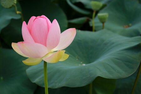 Nature flowers plants