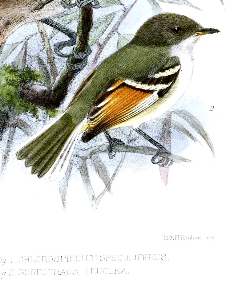 English:  
« Chlorospingus speculiferus » = Nesospingus speculiferus (Puerto Rican Tanager)
« Serpophaga leucura » = Mecocerculus calopterus (Rufous-winged Tyrannulet)Fran