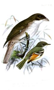 English:  
« Chlorospingus speculiferus » = Nesospingus speculiferus (Puerto Rican Tanager)
« Serpophaga leucura » = Mecocerculus calopterus (Rufous-winged Tyrannulet)Fran