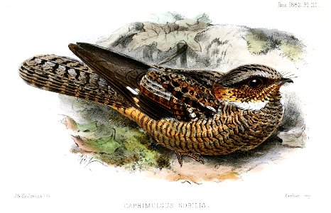 English:  « Caprimulgus nobilis » = Eurostopodus mystacalis (White-throated nightjar)Français :  « Caprimulgus nobilis » = Eurostopodus mystacalis