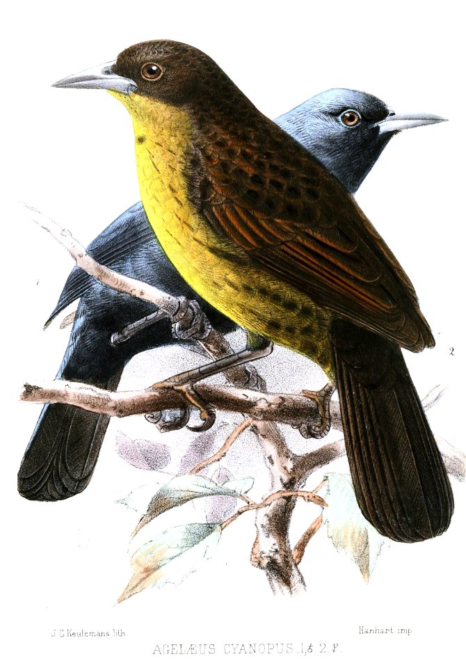 Agelaeus cyanopus = Agelasticus cyanopus