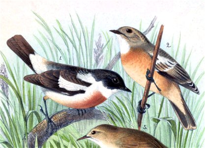 English:  « Pratincola insignis » = Saxicola insignis (White-throated Bush Chat) - adult male and young maleFrançais :  « Pratincola insignis » = Saxicola 
