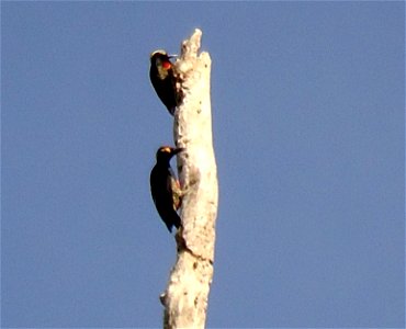 http://en.wikipedia.org/wiki/Yellow-tufted_Woodpecker photo