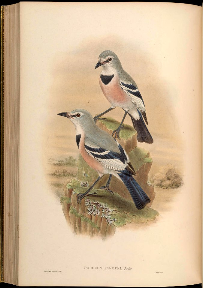 Podoces panderi