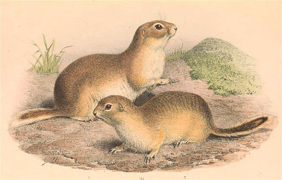 Spermophilus alashanicus = Spermophilus alashanicus alashanicus; Spermophilus obscurus = Spermophilus alashanicus obscurus