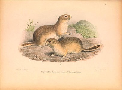 Plate on the page 63 Fig. 1. Spermophilus alashanicus; Fig. 2. Spermophilus obscurus = Spermophilus alashanicus obscurus photo