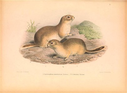 Plate on the page 63 Fig. 1. Spermophilus alashanicus; Fig. 2. Spermophilus obscurus = Spermophilus alashanicus obscurus