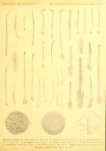 Mit. Ber. K. Zool. .-t(: Mn.^. Dresden 1898/9 Ar. 7 
II. fAnhfj.: Jahhmowski: Haare d. Jluhssij Taf. X 
12 i . IIa 
Nyctinomns pUcatiis .Bmh. Harn.) Fig. 6, 9 — 11, 16, 17 X. sarasinontm A.B.M. Fig. S
