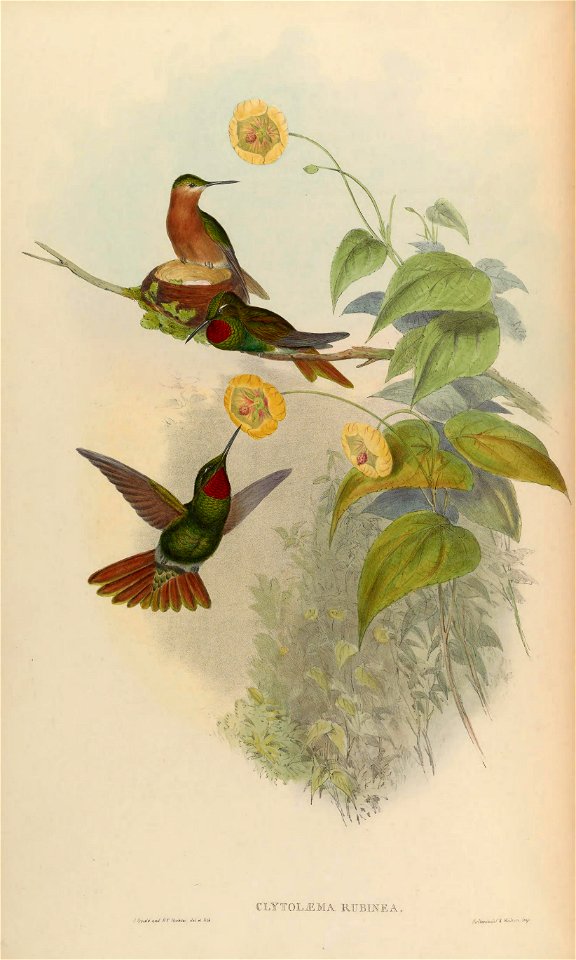Clytolaema rubinea = Clytolaema rubricauda [1]