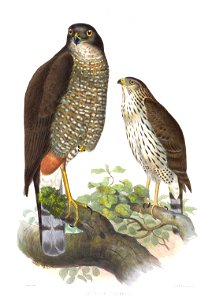 Accipiter chilensis