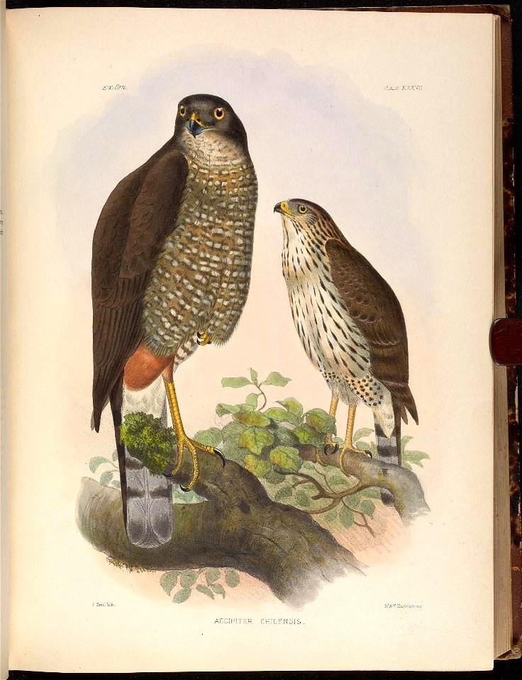 Uoo. 0m, 
Plate XXXVII 
J.Smitlith 
M &-N .HanTaart imp 

ACCIPITER CHILE N SIS