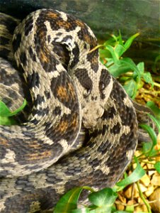 Ocellated Mountain Viper (Vipera wagneri)
