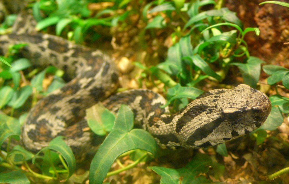 Ocellated Mountain Viper (Vipera wagneri)