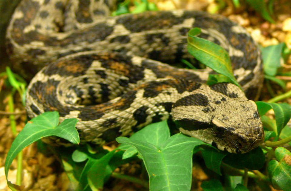 Ocellated Mountain Viper (Vipera wagneri)
