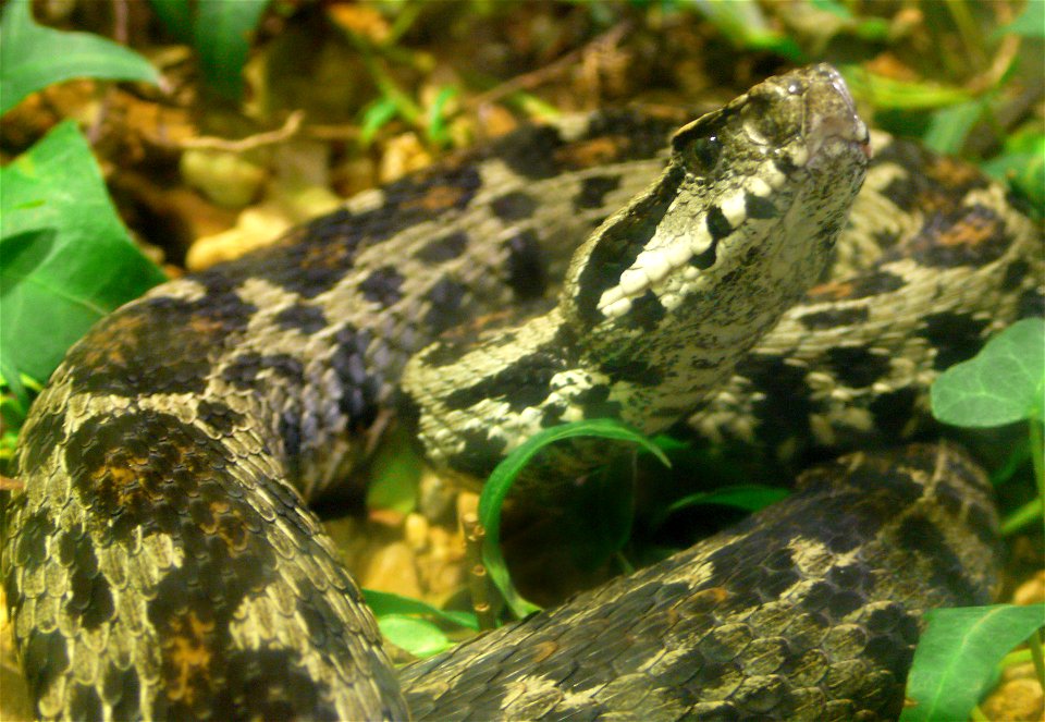 Ocellated Mountain Viper (Vipera wagneri)