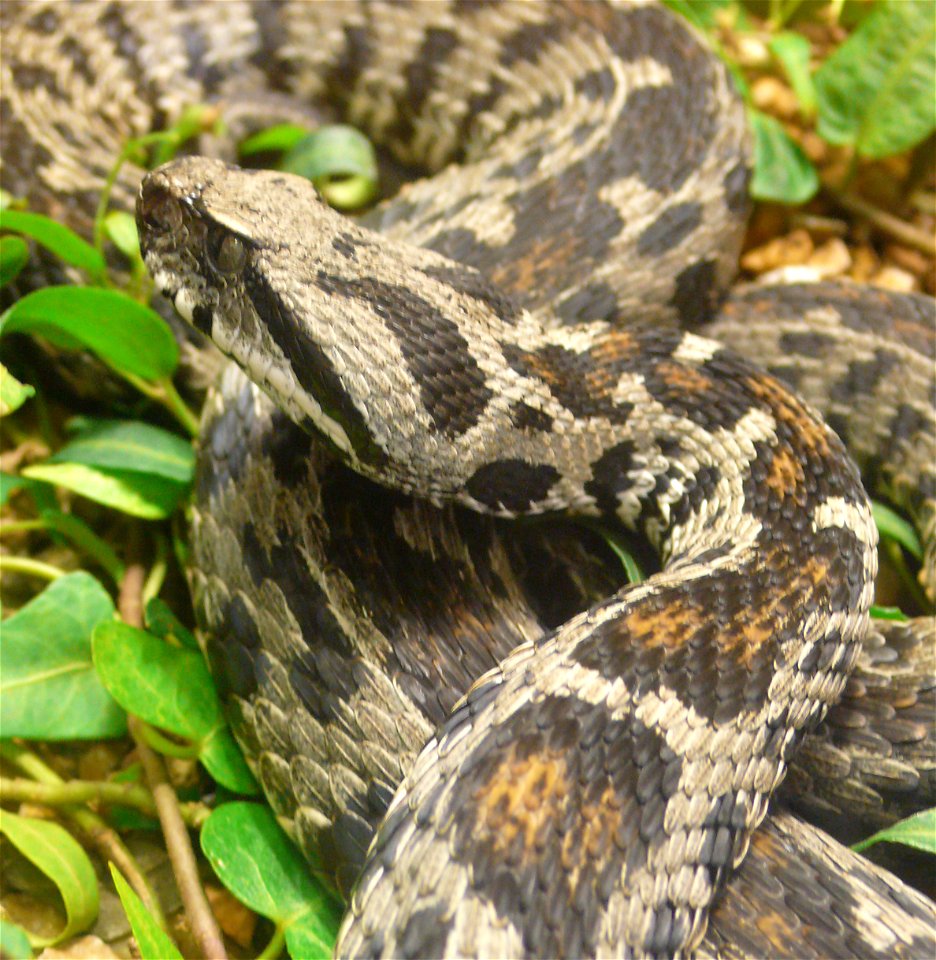 Ocellated Mountain Viper (Vipera wagneri)