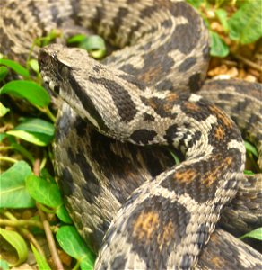 Ocellated Mountain Viper (Vipera wagneri)