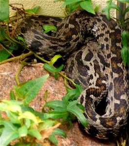 Ocellated mountain viper (Vipera wagneri)