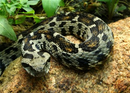 Ocellated Mountain Viper (Vipera wagneri)