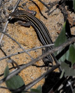 Cnemidophorus hyperythrus at Torrey Pines State Reserve, San Diego, California, USA.