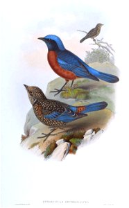 Petrocincla erythrogastra = Monticola rufiventris
