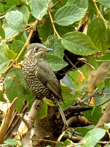 Female Chestnut-bellied Rock-thrush