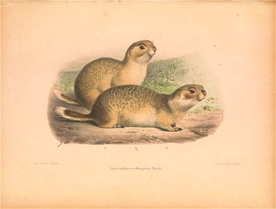 Plate on the page 59. Fig. Spermophilus erythrogenys