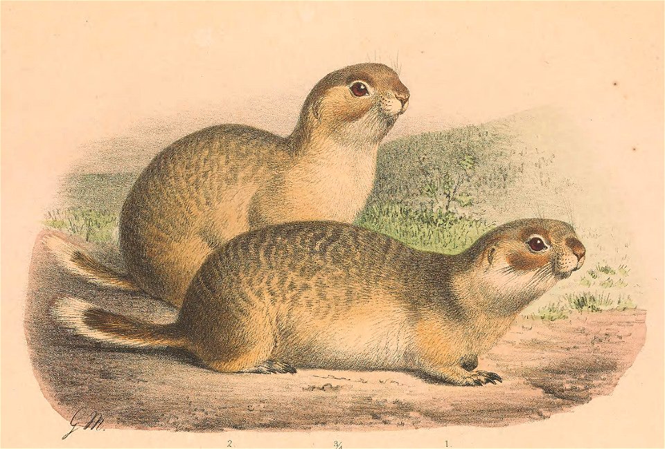 Spermophilus erythrogenys