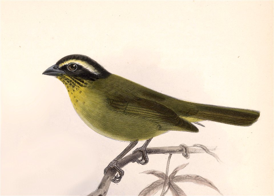 English:  « Chlorospingus punctulatus » = Chlorospingus ophthalmicus punctulatus (Subspecies of Common Bush-Tanager)Français :  « Chlorospingus punctulatus&#160