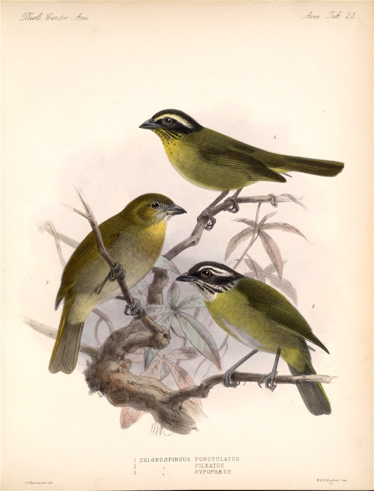 Chlorospingus punctulatus = Chlorospingus flavopectus punctulatus [1]
Chlorospingus pileatus
Chlorospingus hypophaeus = Chlorospingus flavigularis hypophaeus[2]
English:  Sooty-capped Bush-ta