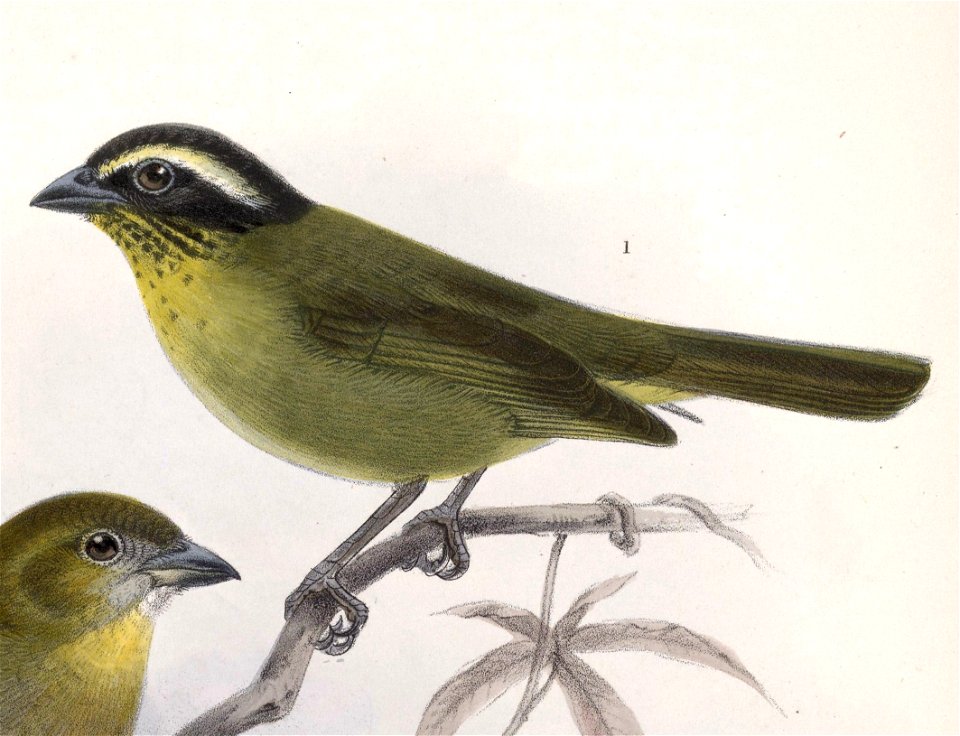 English:  « Chlorospingus punctulatus » = Chlorospingus ophthalmicus punctulatus (Subspecies of Common Bush-Tanager)Français :  « Chlorospingus punctulatus&#160