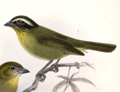 English:  « Chlorospingus punctulatus » = Chlorospingus ophthalmicus punctulatus (Subspecies of Common Bush-Tanager)Français :  « Chlorospingus punctulatus&#160