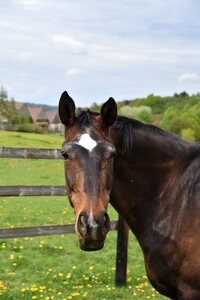 Lawn field horse photo